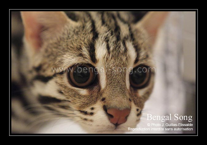 Chatterie Bengal Song : Léopard d'Asie / ALC / Prionailurus bengalensis, à l'origine du bengal