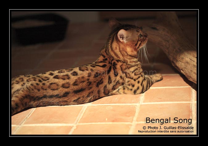Chat bengal à l'allure sauvage rappelant le léopard d'Asie : Majestic Pride MONSIEUR BUTTERFLY. Robe fauve à larges rosettes fermées, contraste, morphologie athlétique, glitter