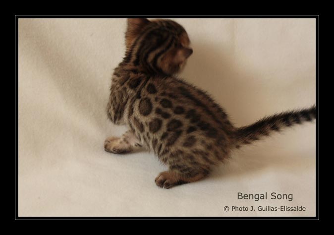 Evolution d'un chaton bengal à futures grandes rosettes fermées contrastées, à l'âge de 3 semaines. Bengal Song EXTREME JAGUAR