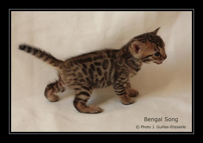 Evolution d'un chaton bengal à futures grandes rosettes fermées et look sauvage, à l'âge de 3 semaines. Bengal Song EXTREME JAGUAR