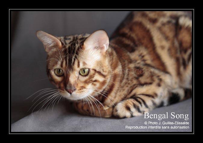 Bengal Song LOU, femelle bengal de reproduction née à la maison