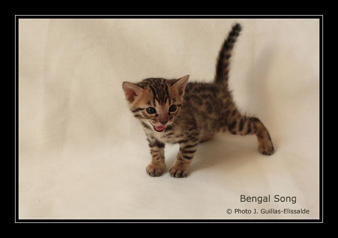 Evolution d'un chaton bengal fauve au type sauvage, à l'âge de 3 semaines. Bengal Song EXTREME JAGUAR